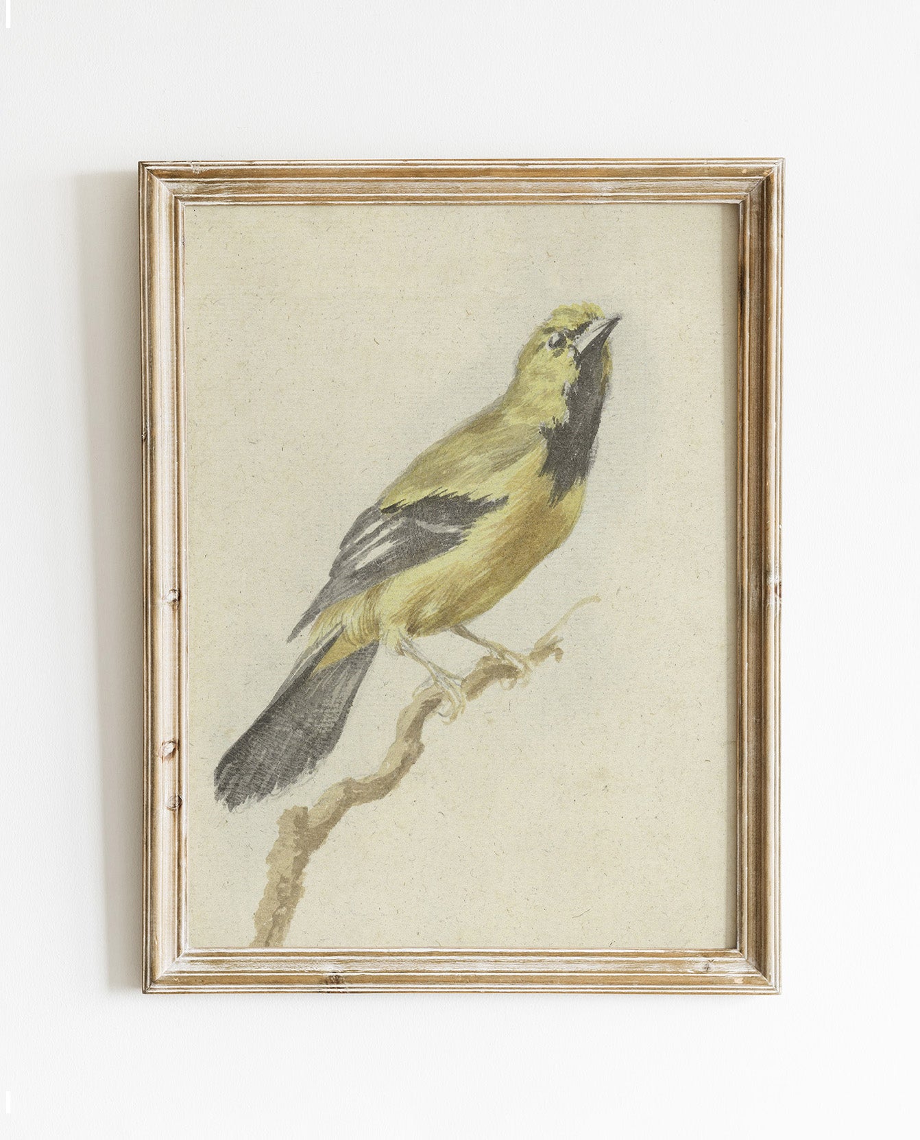 Finch on a Branch