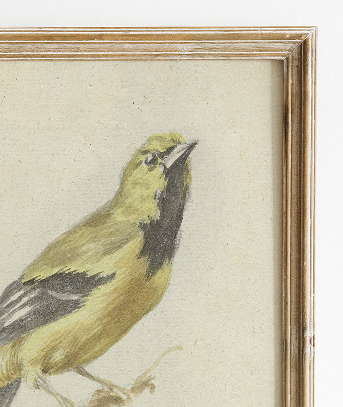 Finch on a Branch