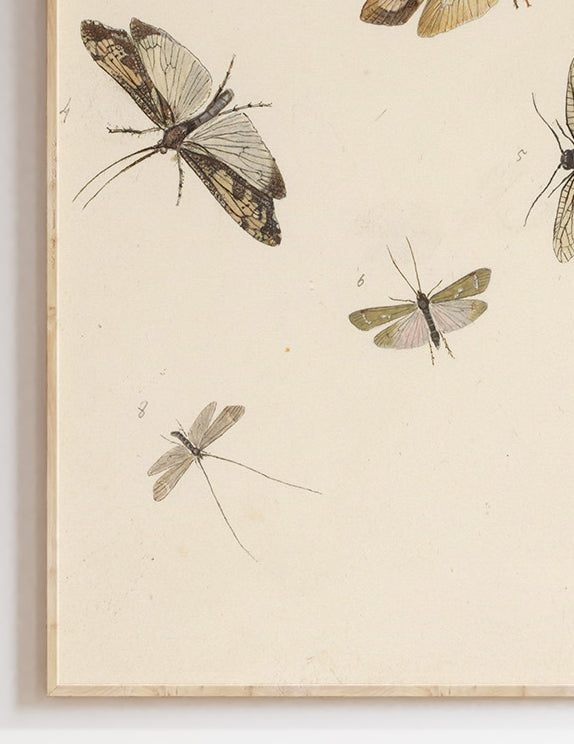 Study of Eight Moths